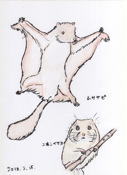 ムササビの画像 原寸画像検索