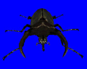 アトラスオオカブトＢＢ