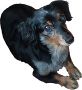 アッシュちゃん！待て!!