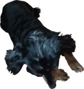 アッシュちゃん！お手は？