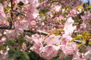 お花見サクラさん