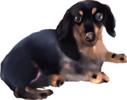 お父さん..！アッシュですよ？