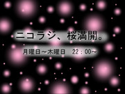ニコラジ、桜満開。
