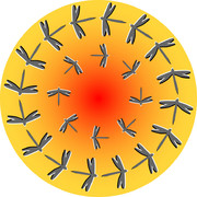 回転錯視(トンボ)