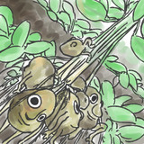 収穫じゃがいもさん