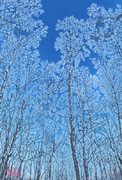 初冬 霧氷の木々❄️