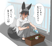 ギンギツネの家庭菜園