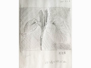 ひとことこごと 497｜花菖蒲