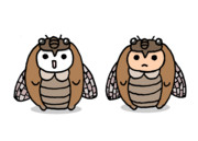 アブラゼミ博士助手