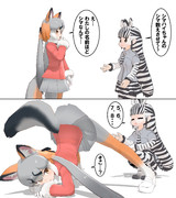 シマハイイロギツネ vs サバンナシマウマ