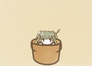 ユキザサ
