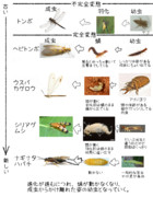 蛹の進化