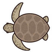 ウミガメ