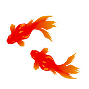 金魚