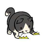 爪を研ぐハチワレ猫