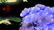 「紫陽花」※写真加工・おむ09706