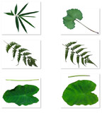 【フリー素材】植物のテクスチャ詰合せ