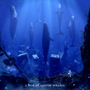 マッコウクジラの寝床