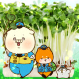 かいわれ大根の日でした。