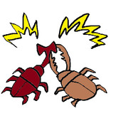 東條賢士のカブトムシVSクワガタムシ