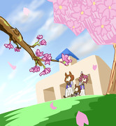 サクラ前線上昇中