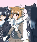 狩りをするタイリクオオカミの群れ