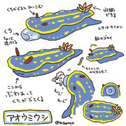 アオウミウシ