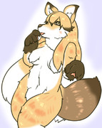 はだかのキタキツネ※