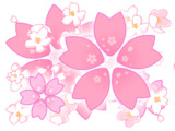 華やかな桜