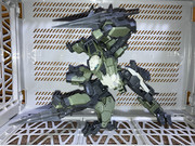 殺意が高すぎるトリケラトプス拳