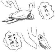 クサガメ