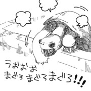 まぐろを見せたときのクサガメ