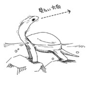 うしろを見たいクサガメ