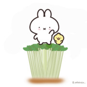 かいわれ大根の日だよ
