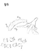 ポンデリング×バナナ 事後