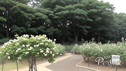 井頭公園のバラ園
