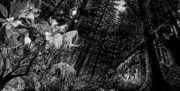 魔法の森