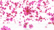 【MMEデータ配布あり】KiraKira_Z改変_コスモス(実写)