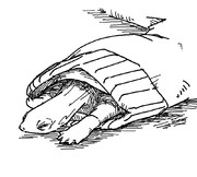 パーカーのすそがお気に入りのクサガメ