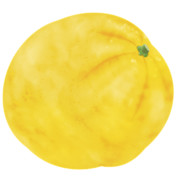 【素材】柚子・冬至・透過素材【フリー素材処くらげや】