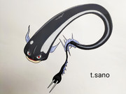 No.770 よろいウナギ