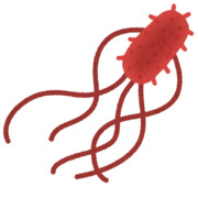 腸管出血性大腸菌O157