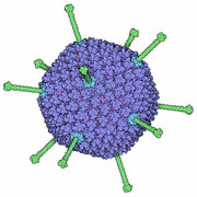 アデノウイルス