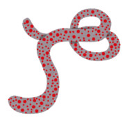 フィロウイルス