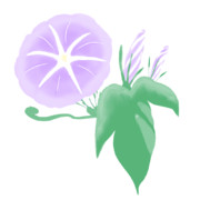 【素材】朝顔・薄紫・透過素材【フリー素材処くらげや】