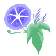 【素材】朝顔・青紫・透過素材【フリー素材処くらげや】