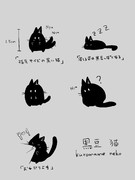 黒豆 猫