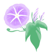 【素材】朝顔・紫・透過素材【フリー素材処くらげや】