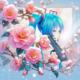 寒椿