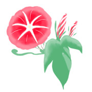 【素材】朝顔・赤・透過素材【フリー素材処くらげや】